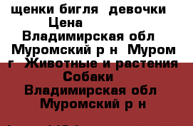 щенки бигля, девочки › Цена ­ 20 000 - Владимирская обл., Муромский р-н, Муром г. Животные и растения » Собаки   . Владимирская обл.,Муромский р-н